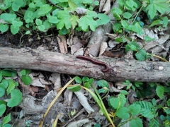 Pachyiulus hungaricus