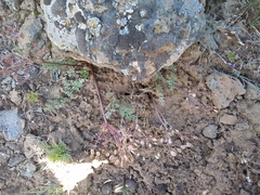 Lomatium canbyi