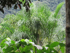 Bactris gasipaes