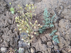 Lomatium canbyi