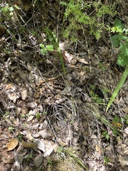 Plestiodon gilberti placerensis