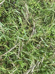 Elymus ciliaris