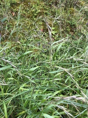 Elymus ciliaris
