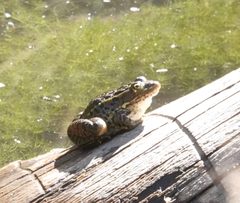 Lithobates chiricahuensis