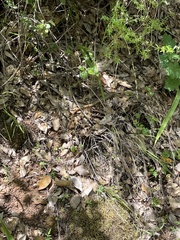 Plestiodon gilberti placerensis