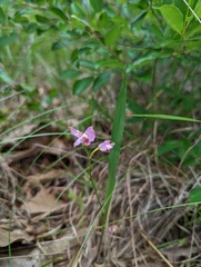 Calopogon oklahomensis