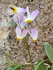 Primula pauciflora zionensis