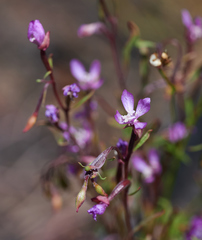 Clarkia modesta