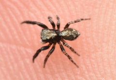 Pseudeuophrys lanigera