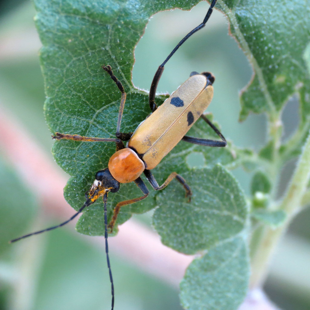 Tan Soldier Beetle