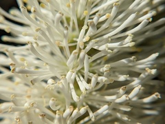 Fothergilla gardenii