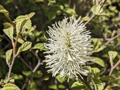 Fothergilla gardenii
