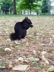 Sciurus carolinensis