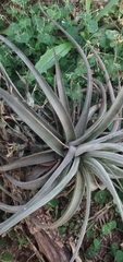 Tillandsia didisticha