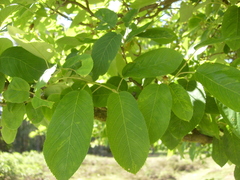 Amelanchier × lamarckii