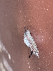 Orgyia pseudotsugata