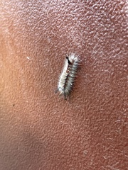 Orgyia pseudotsugata