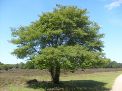 Amelanchier × lamarckii