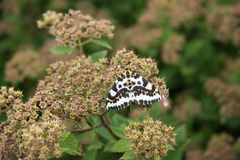 Abraxas grossulariata