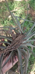Tillandsia didisticha