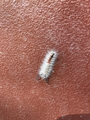 Orgyia pseudotsugata