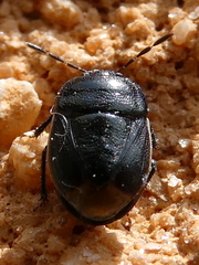 Legnotus limbosus