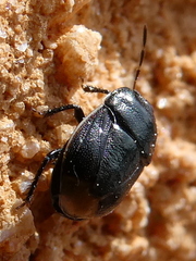 Legnotus limbosus