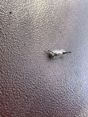 Orgyia pseudotsugata