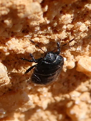 Legnotus limbosus