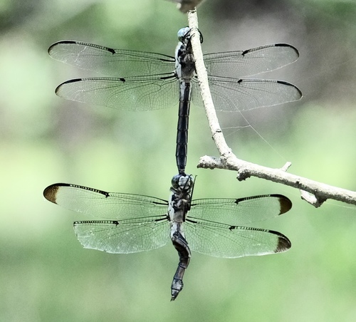 Great Blue Skimmer (Libellula vibrans), a species recorded in North Carolina