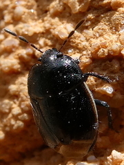 Legnotus limbosus