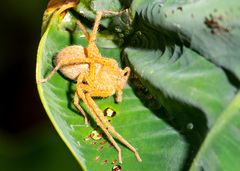 Heteropoda pingtungensis