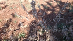 Glastaria glastifolia