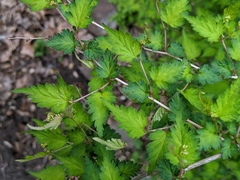 Neillia incisa