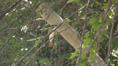 Myiodynastes luteiventris