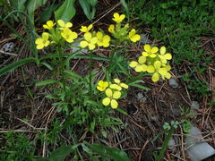 Erysimum nevadense