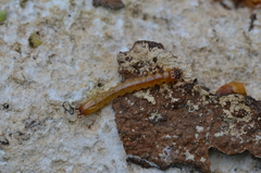 Pyrochroa coccinea