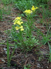 Erysimum nevadense
