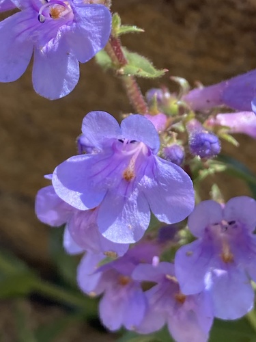 Front Range Beardtongue