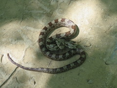 Pantherophis spiloides image