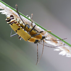 Chauliognathus misellus