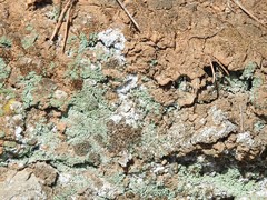 Leprocaulaceae