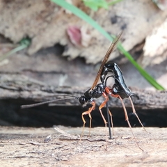 Rhyssella approximator