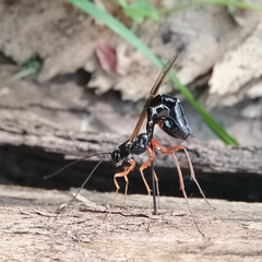 Rhyssella approximator