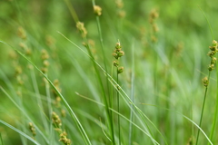 Carex leersii