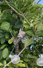 Caprimulgiformes
