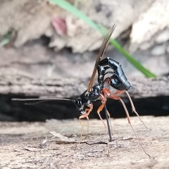 Rhyssella approximator