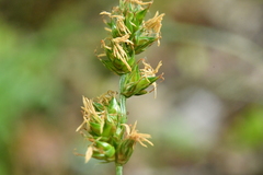 Carex leersii