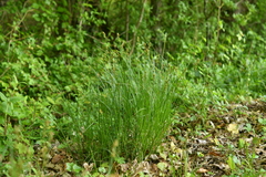 Carex leersii