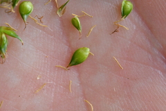 Carex leersii